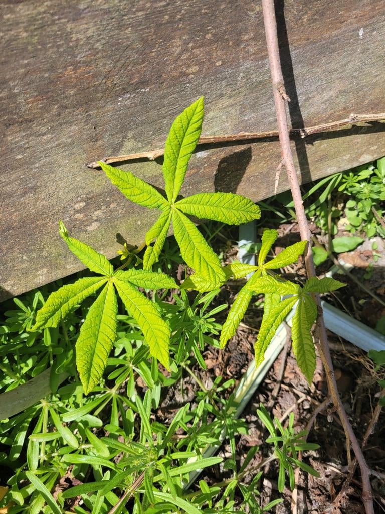 Gratis diverse kastanje en ahorn/esdoorn hulst boompjes, Tuin en Terras, Planten | Bomen, Ophalen of Verzenden, Halfschaduw, Overige soorten