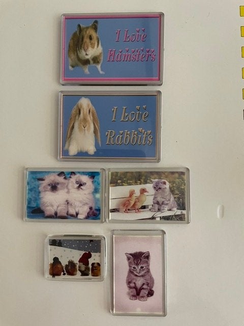 Magneet Cavia Poes Kat Konijn Hamster Eend Magneten, Ophalen of Verzenden, Zo goed als nieuw, Dier