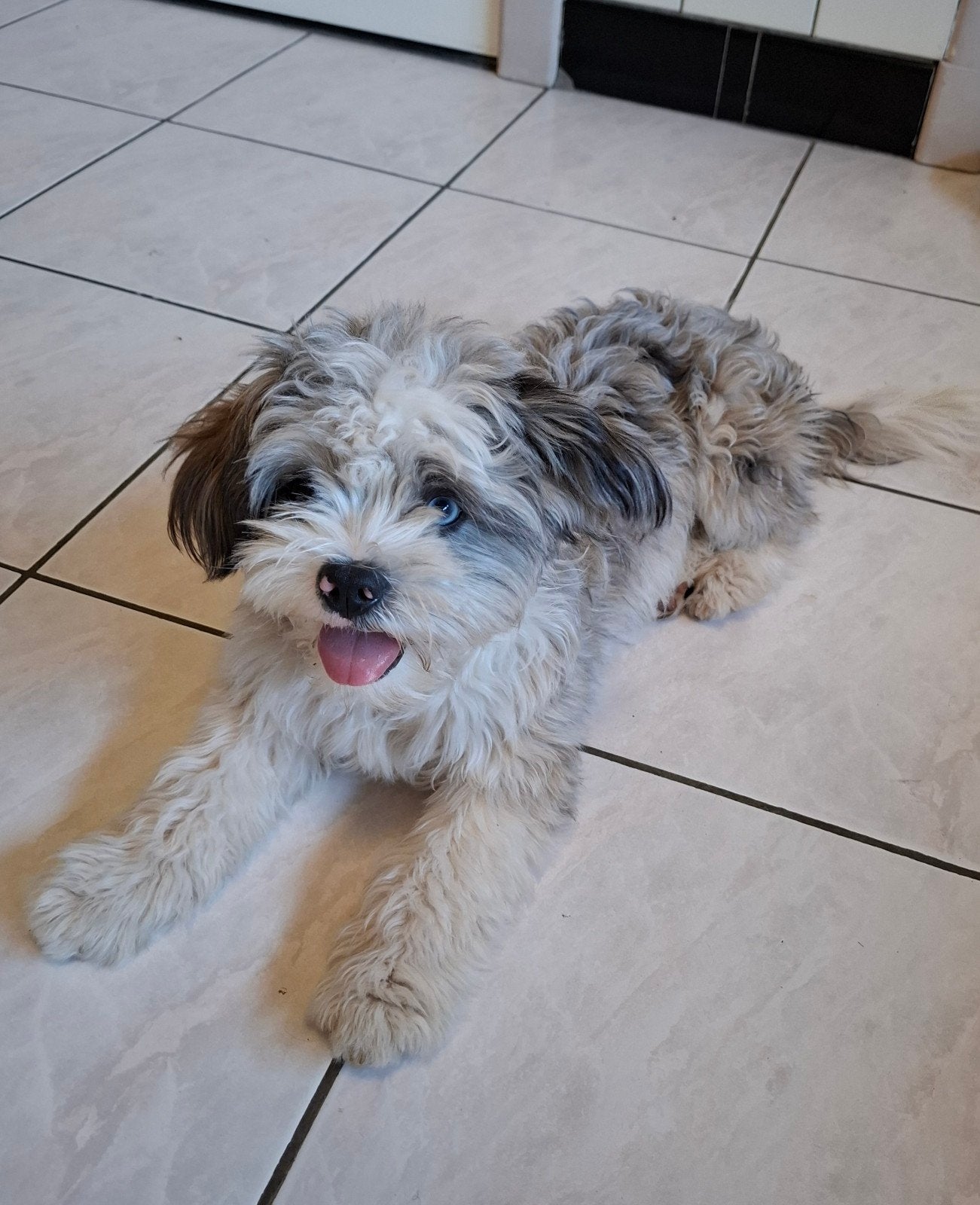 Lief boomer meisje, 8 mnd, 15 weken tot 1 jaar, Overige rassen, Teef, Parvo