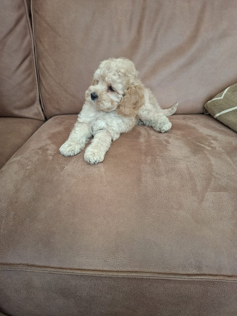 Labradoodle reutjes beschikbaar medium, Reu, 8 tot 15 weken, Parvo, Meerdere