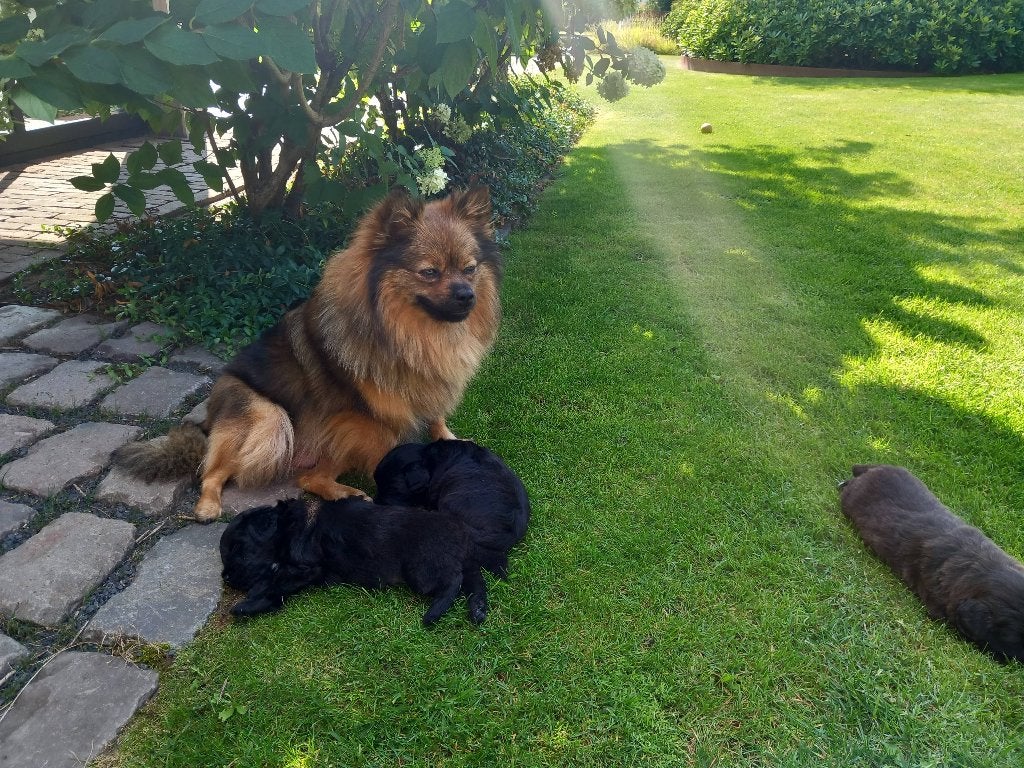 Pomeriaan x mini labradoodle pups, Dieren en Toebehoren, Overige rassen, 8 tot 15 weken, Meerdere, Meerdere dieren