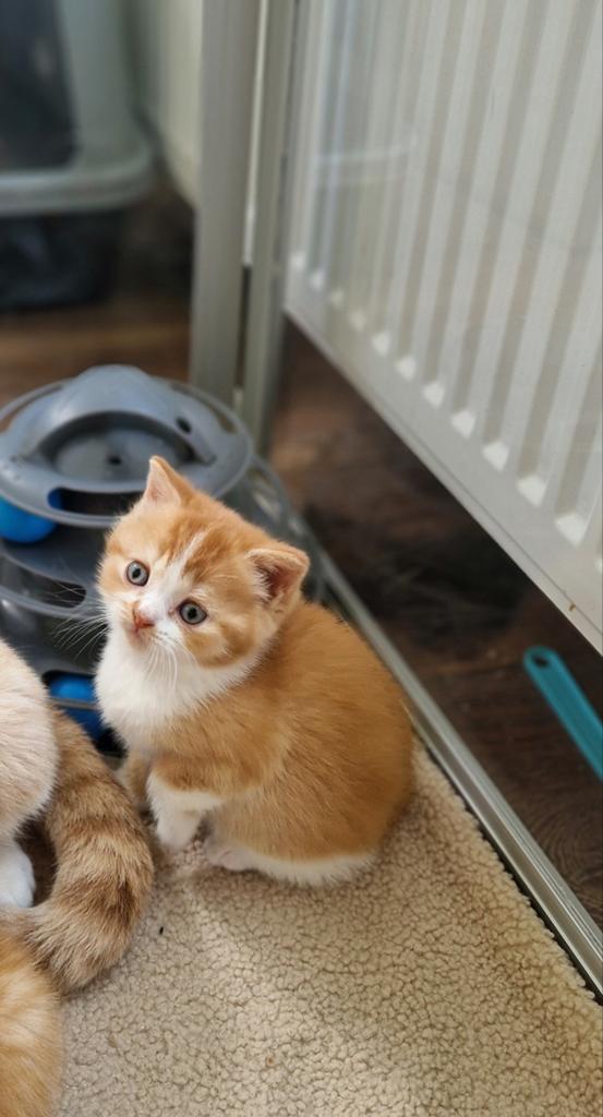 Prachtige brits/britse korthaar kittens met stamboom, Meerdere dieren, Met stamboom, 0 tot 2 jaar