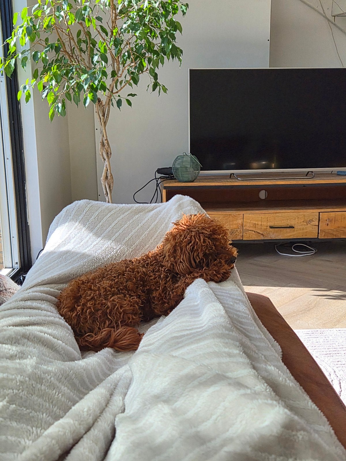 Toy Poedel reu zoekt een liefdevol nieuw thuis
Met pijn in m, Dieren en Toebehoren, Honden | Niet-rashonden, Particulier, Reu