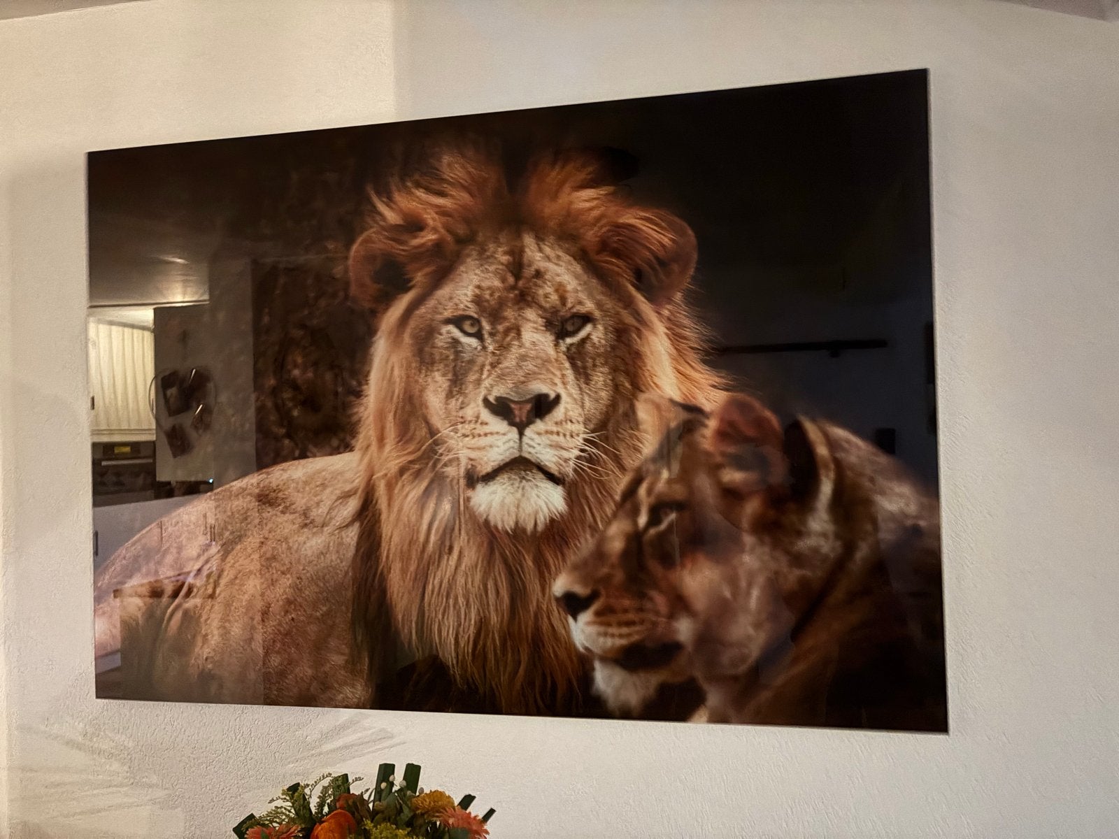 Prachtige Leeuwen Foto op Plexiglas - Groot Formaat, Ophalen, 125 cm of meer, Zo goed als nieuw, Foto of Poster