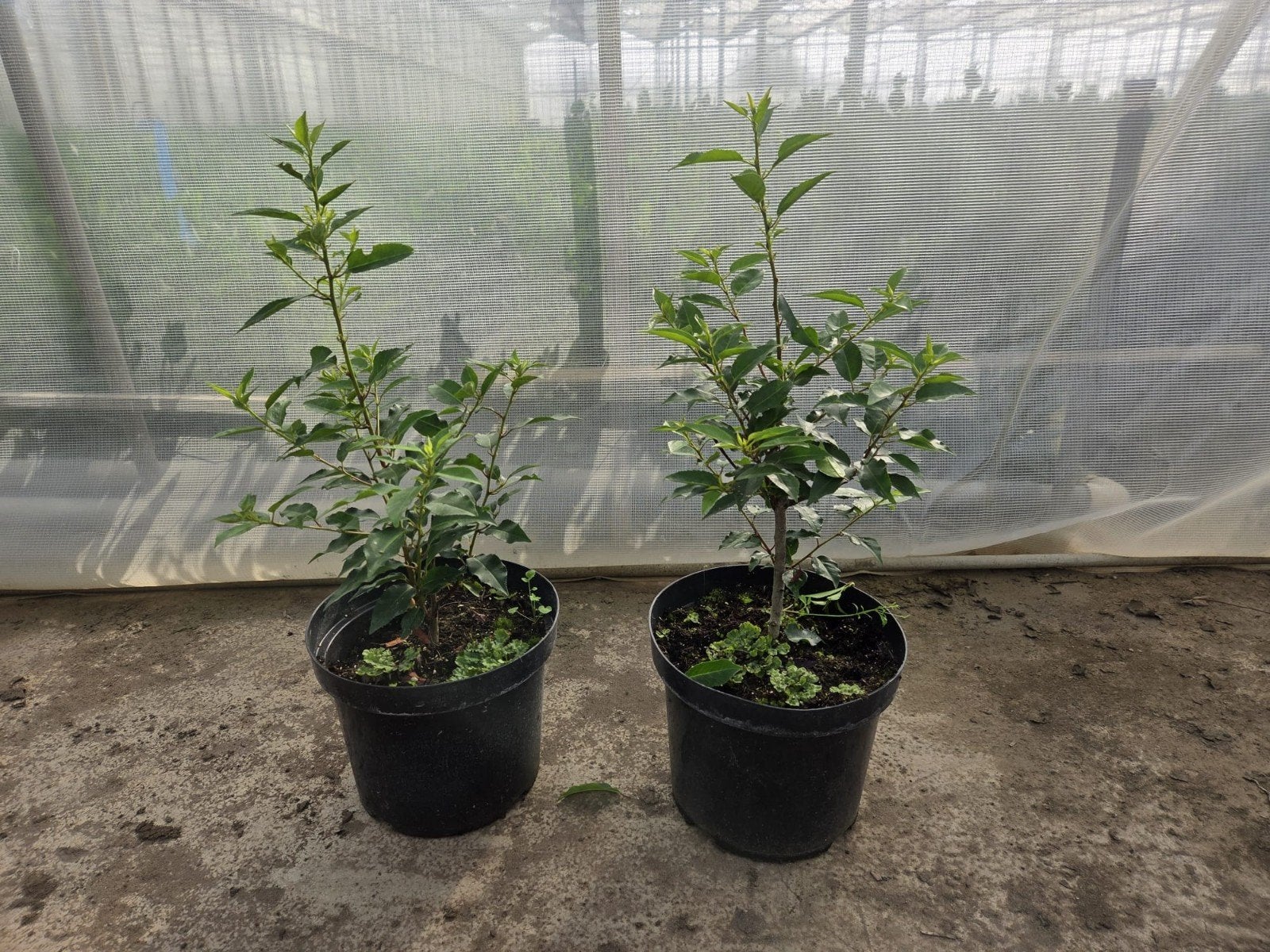 Portugese Laurier 'Angustifolia' - Prunus lusitanica, Tuin en Terras, Planten | Struiken en Hagen, Ophalen, Laurier, Haag, Minder dan 100 cm