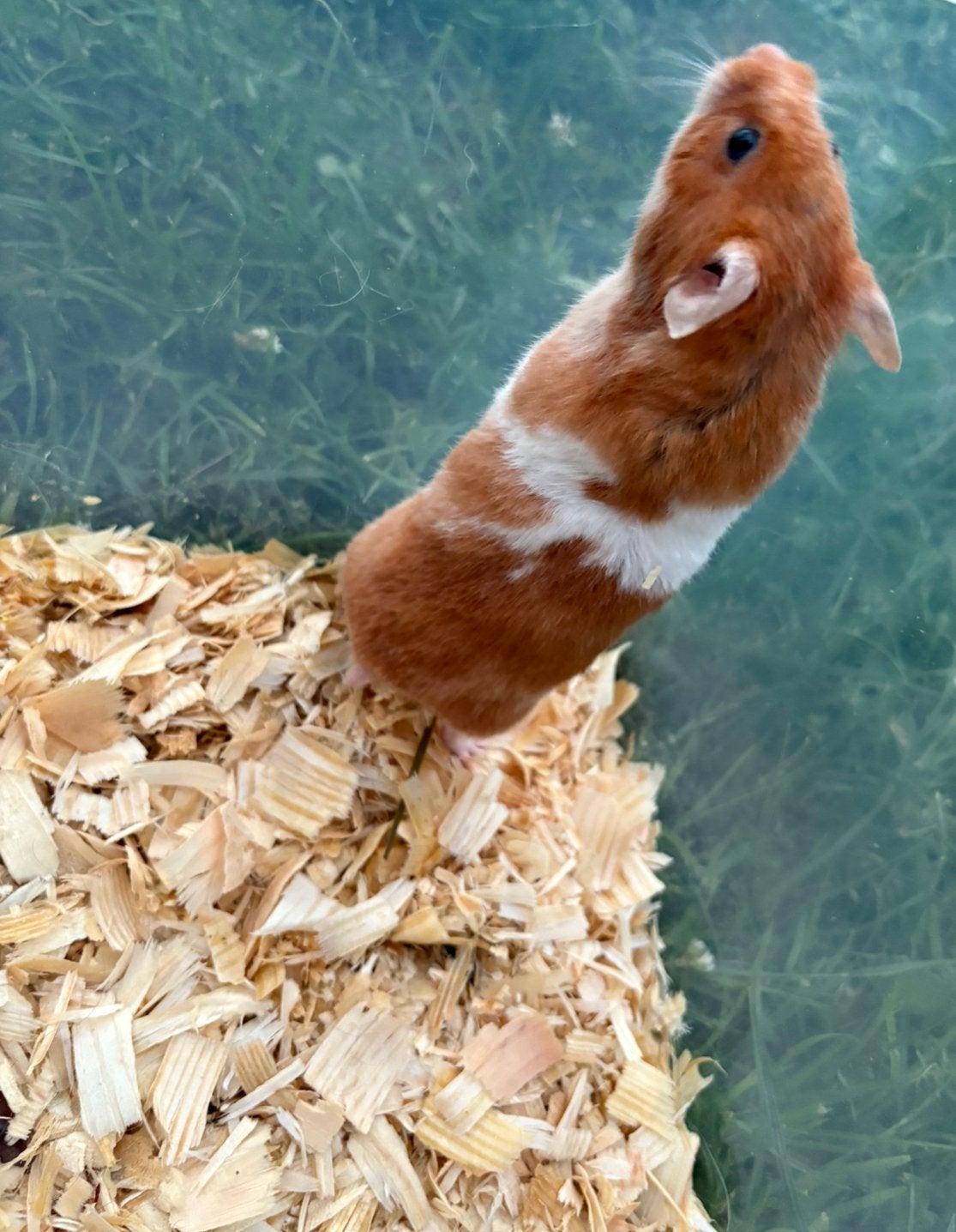 Lieve tamme goudhamster, Dieren en Toebehoren, Knaagdieren, Hamster, Vrouwelijk, Tam, September