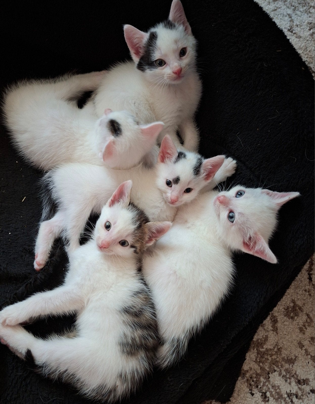 Geweldige bijna witte kittens, zindelijk, hond gewend, Dieren en Toebehoren, Meerdere dieren, Kortharig, 0 tot 2 jaar