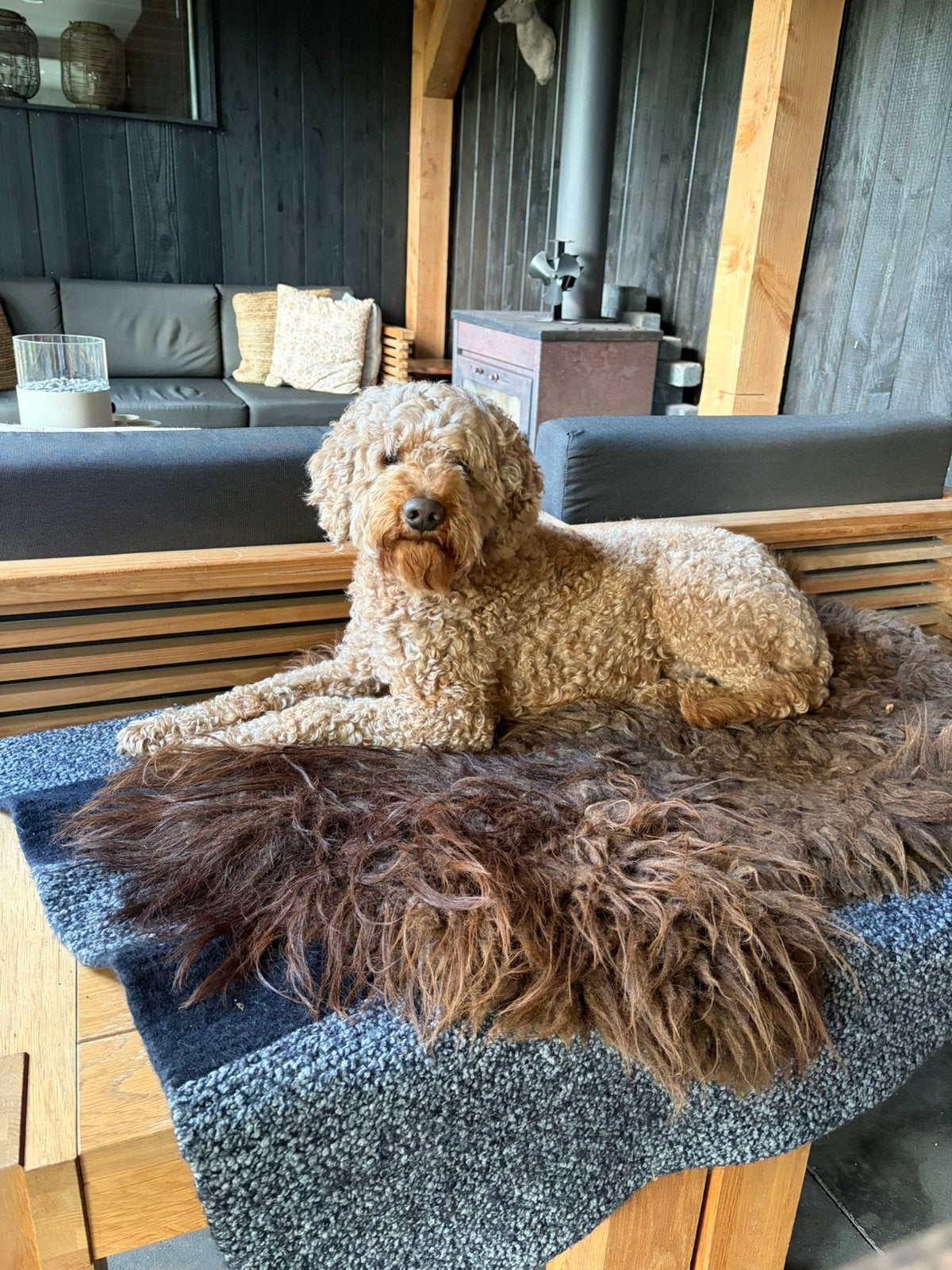 Australian Labradoodle DEKREU  Alf-1, Reu, Parvo, Eén hond, 3 tot 5 jaar