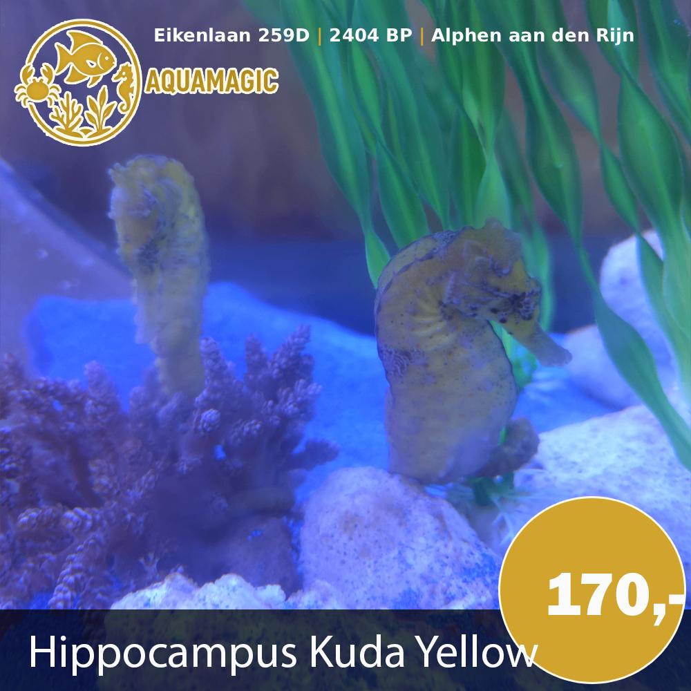 hippocampus kuda, Vis, Zoutwatervis