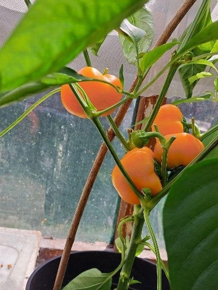 zaden paprika Doe Hill, Verzenden, Voorjaar, Volle zon, Zaad
