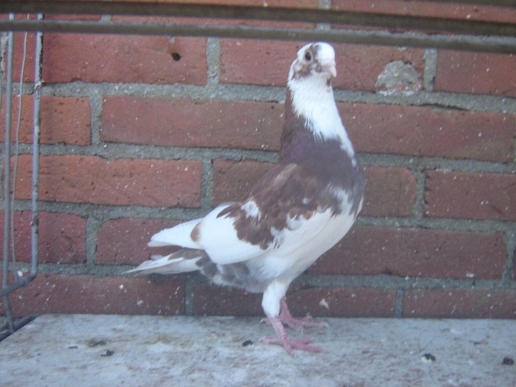 Sierduif '', Dieren en Toebehoren, Vogels | Duiven, Mannelijk, Overige soorten
