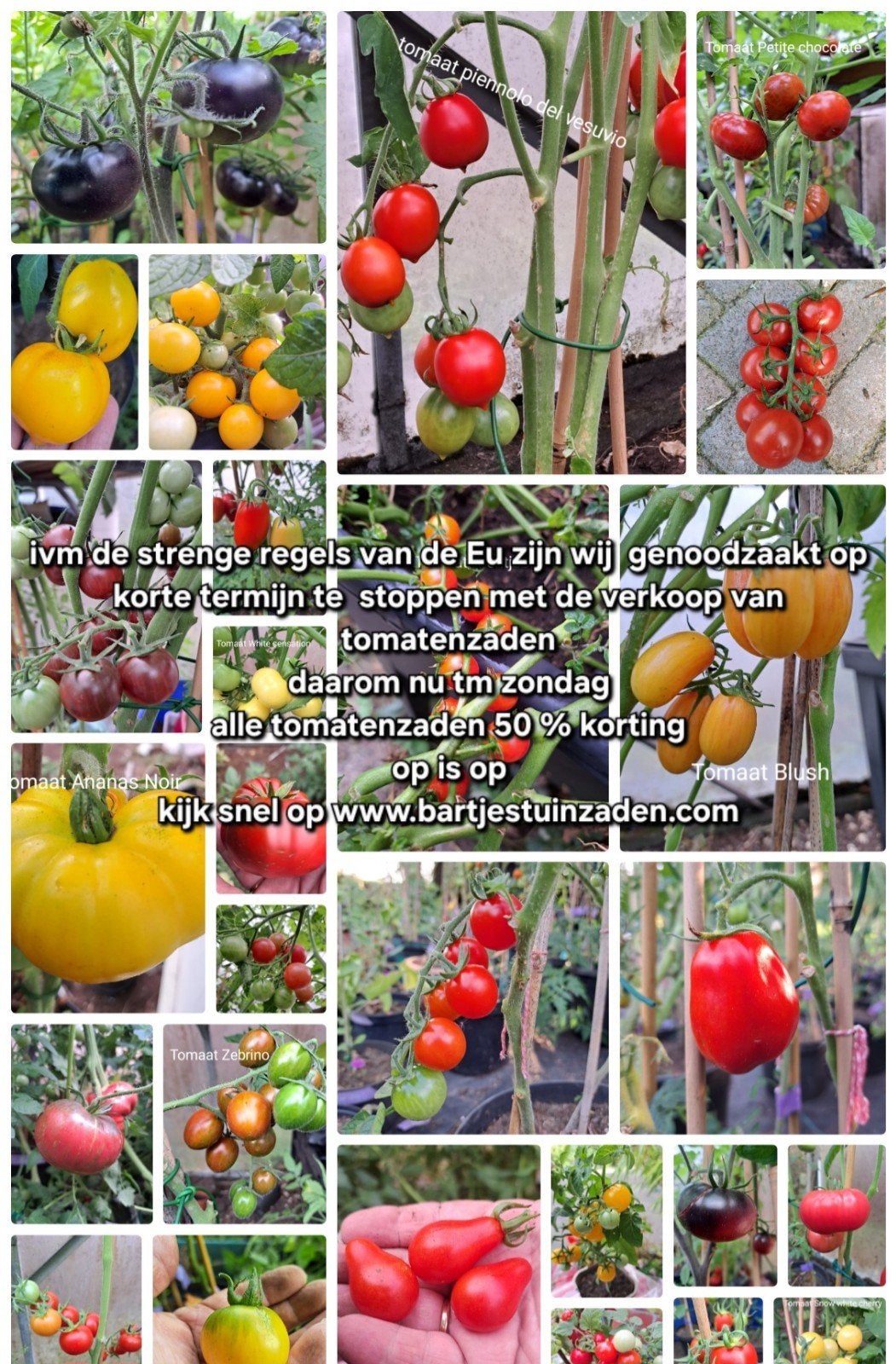 alle tomaten zaden nu 50 % korting, Verzenden, Volle zon