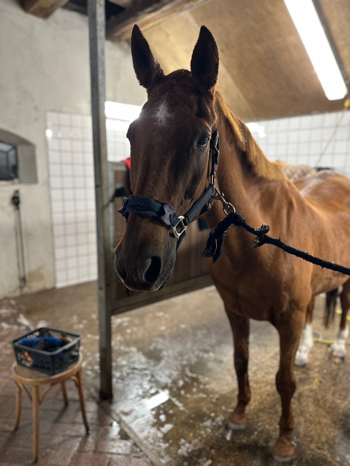 Stalhulp gezocht, Verzorging of Verzorgpony's