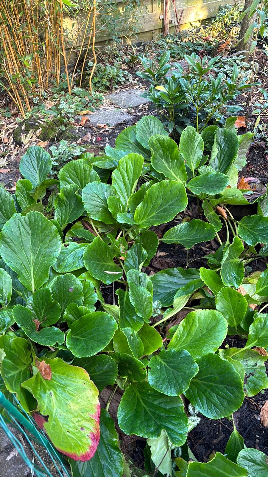 Schoenlappersplanten, Ophalen, Lente, Halfschaduw