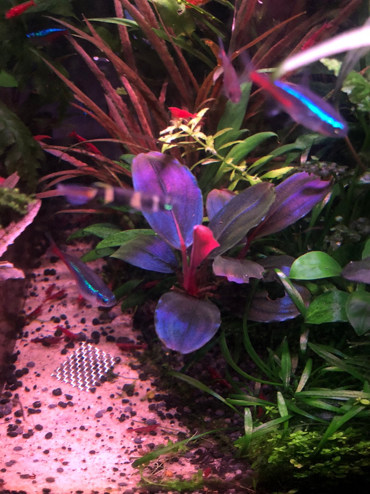 Bucephalandra Moonlight, Dieren en Toebehoren, Vis
