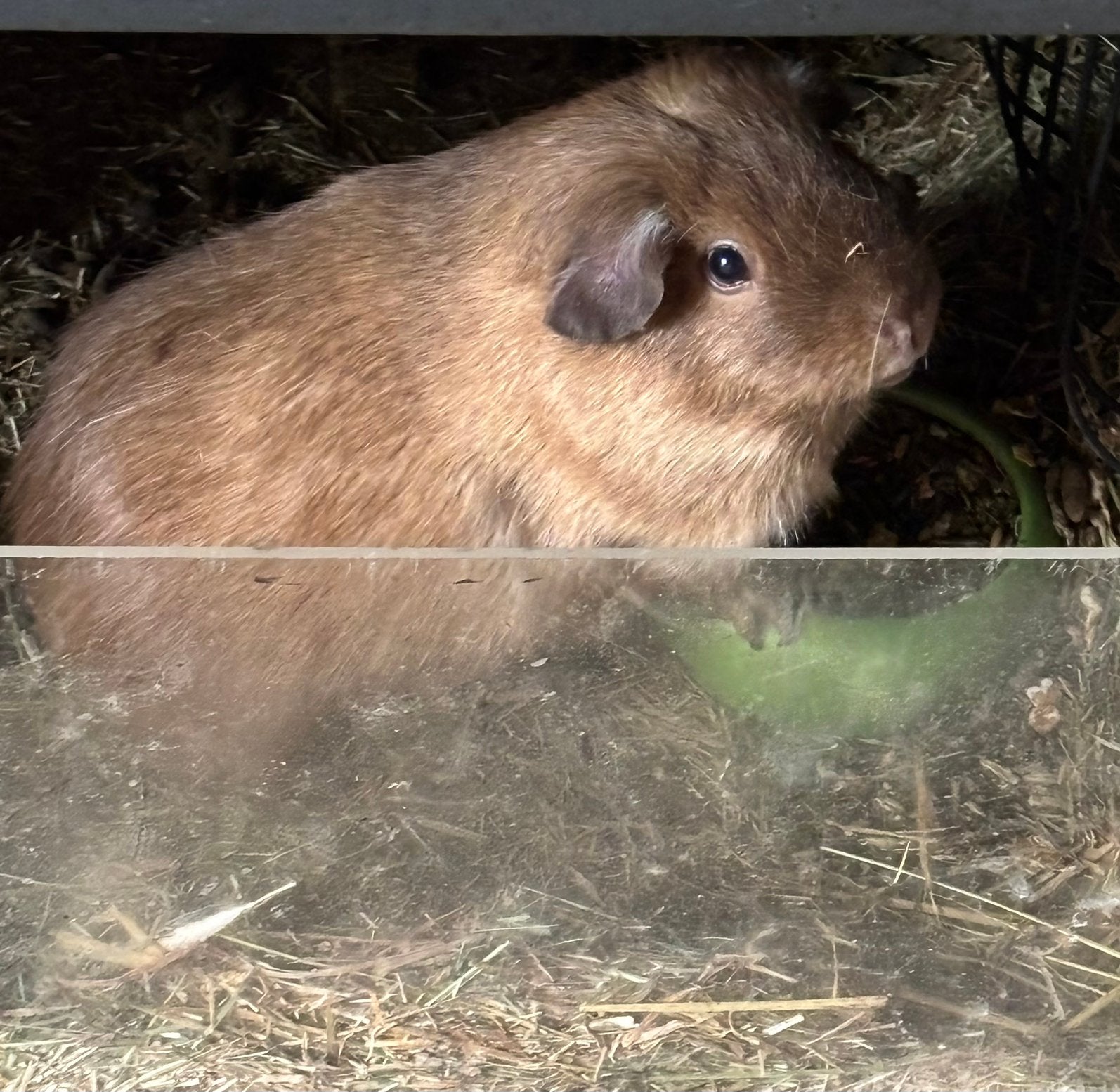 Cavia California beer, September, Mannelijk, Cavia