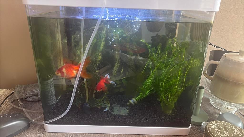 Aqaurium Superfish 50 Panorama * 2 goudvissen, Ophalen, Zo goed als nieuw, Gevuld zoetwateraquarium