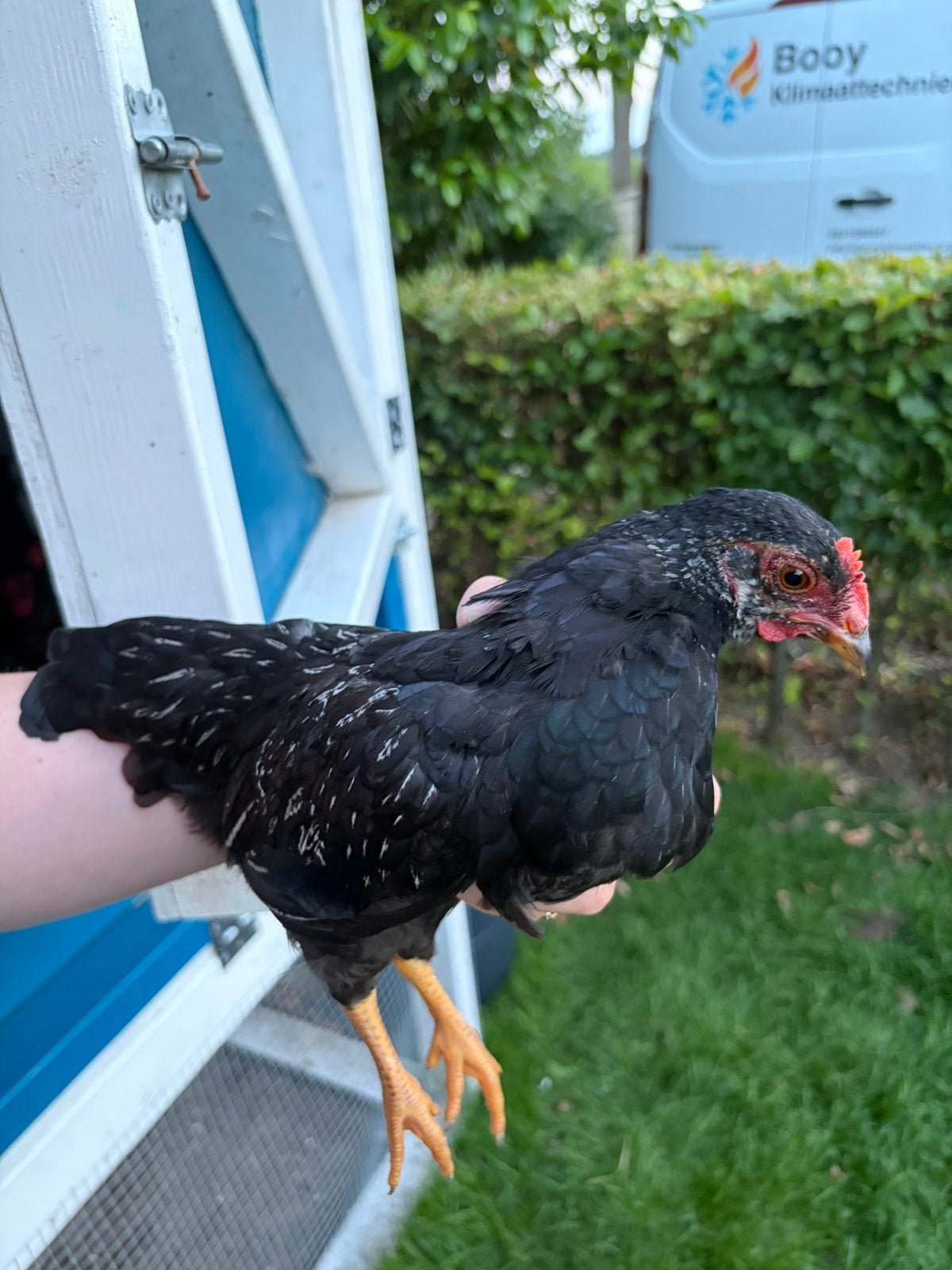 Barnevelderkriel haan grijs dubbelgezoomd, Mannelijk, Kip