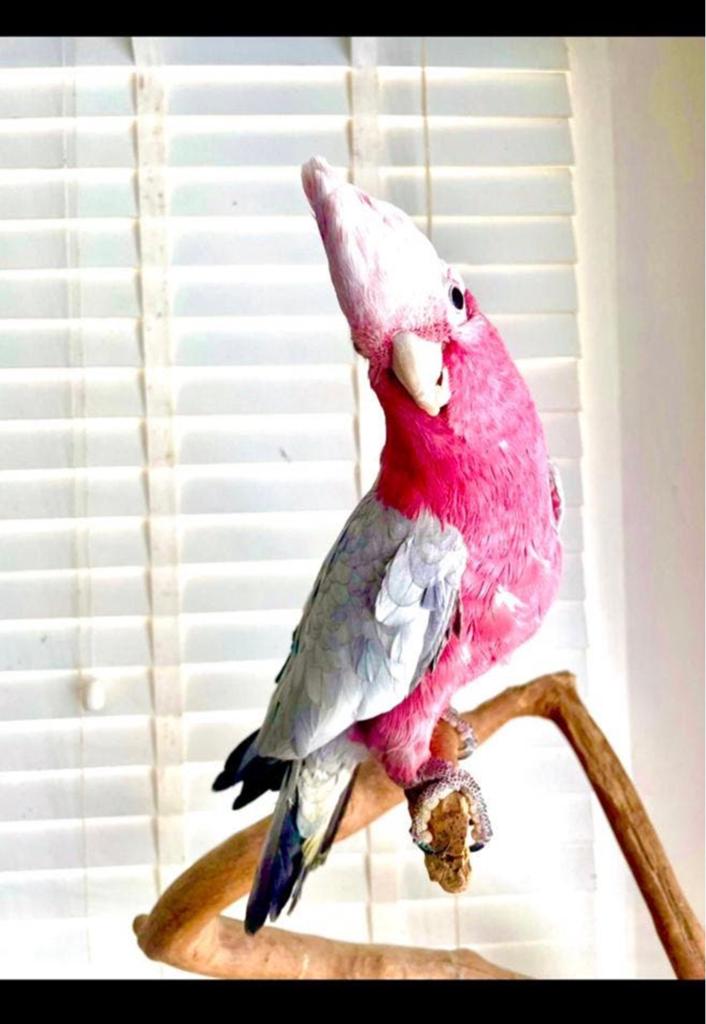 Zeer lieve tamme Split lutino roze kakatoe, Dieren en Toebehoren, Vogels | Parkieten en Papegaaien, Mannelijk, Papegaai, Pratend