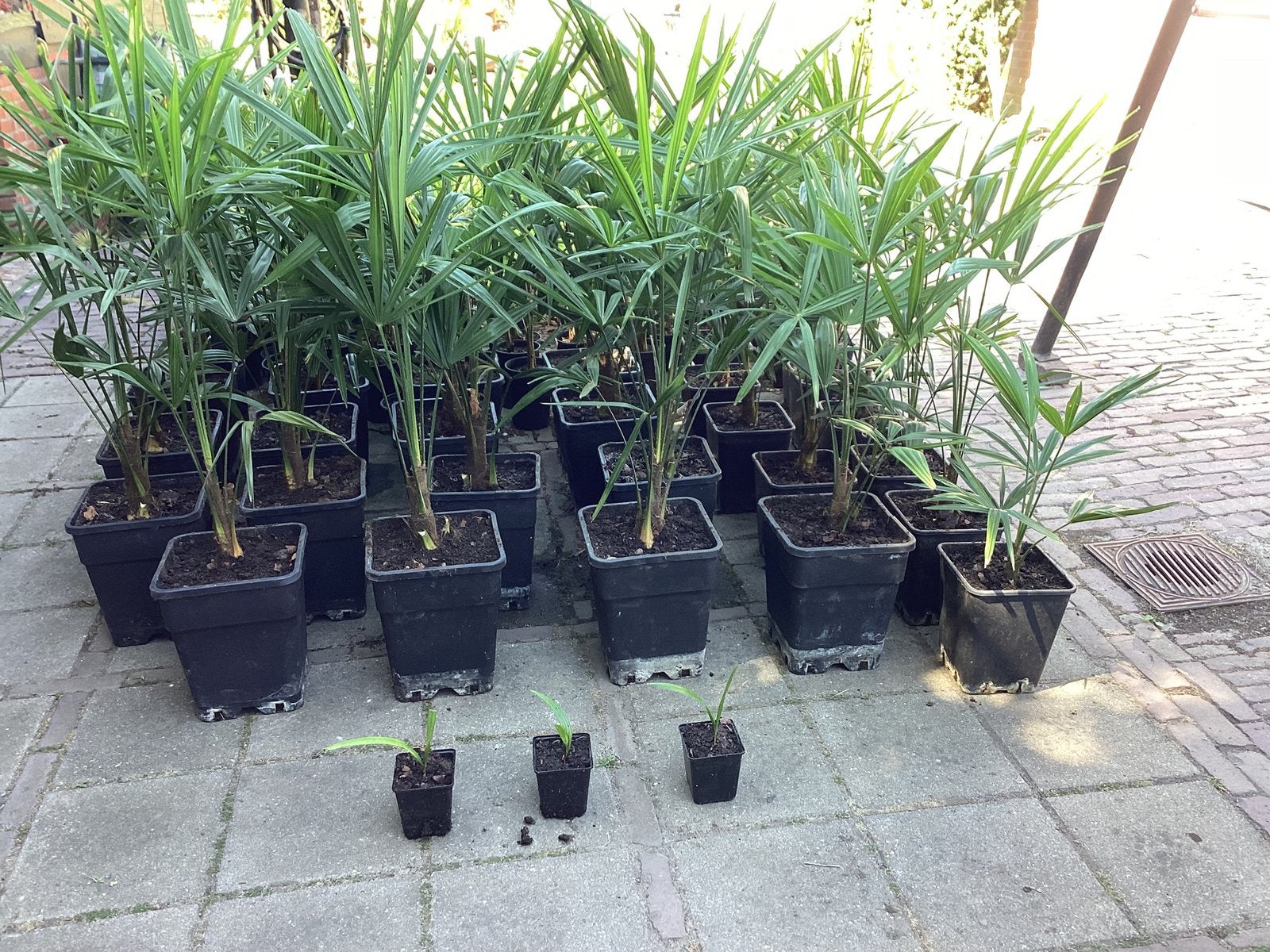 Palmboompjes Trachycarpus Fortunei - Diverse Maten goedkoop, Volle zon, Vaste plant, Bloeit niet, Ophalen