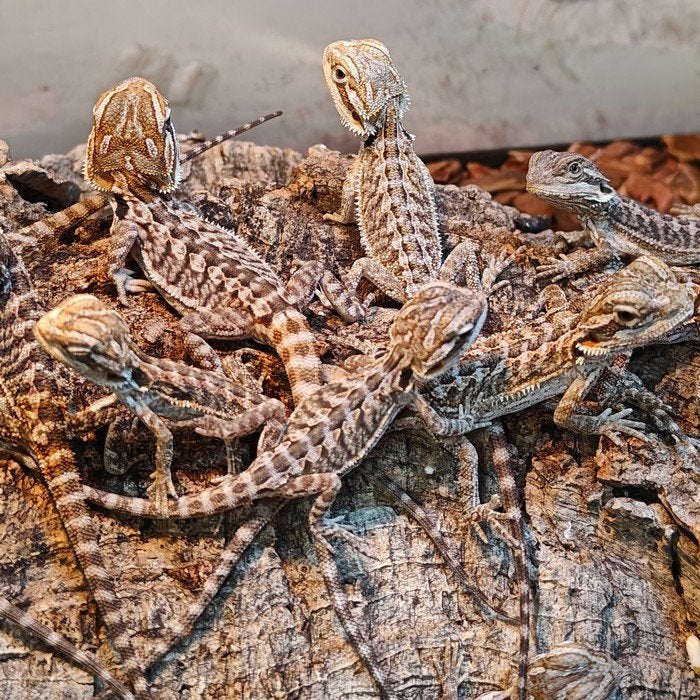Pogona viticeps Bearded Dragon - unknown for sale from Dierenhandel EXOTICA