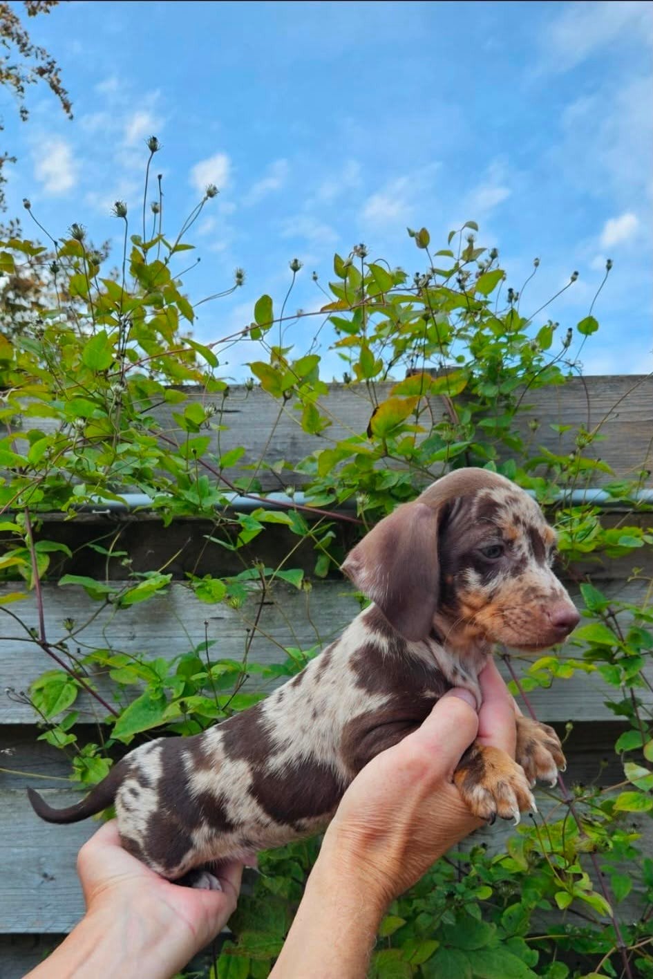 dwerg teckel pups dwergteckel pups, Dieren en Toebehoren, Honden | Teckels en Dashonden, 8 tot 15 weken, Meerdere, Nederland, Fokker | Hobbymatig