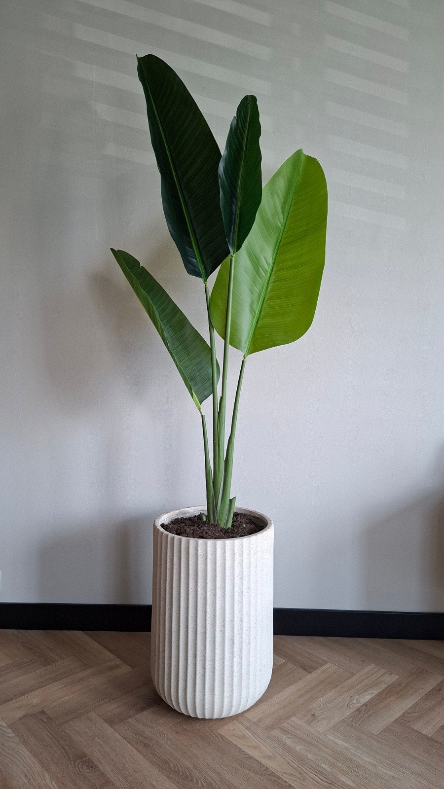 prachtige grote kunst strelitzia, Ophalen of Verzenden, Halfschaduw, 150 tot 200 cm