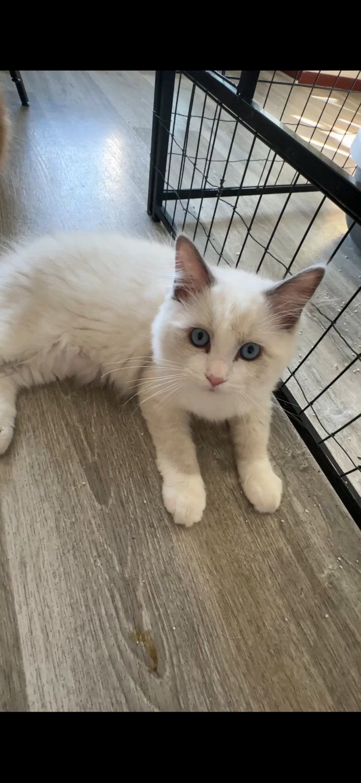 Nog 2 Ragdoll katerjes te koop (zonder stamboom), Meerdere dieren, Gechipt