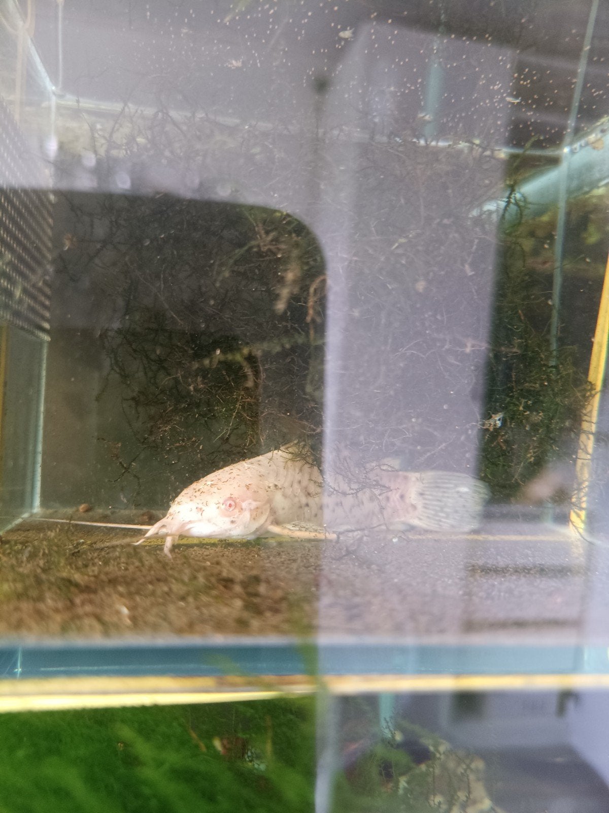 witte meerval, Kreeft, Krab of Garnaal