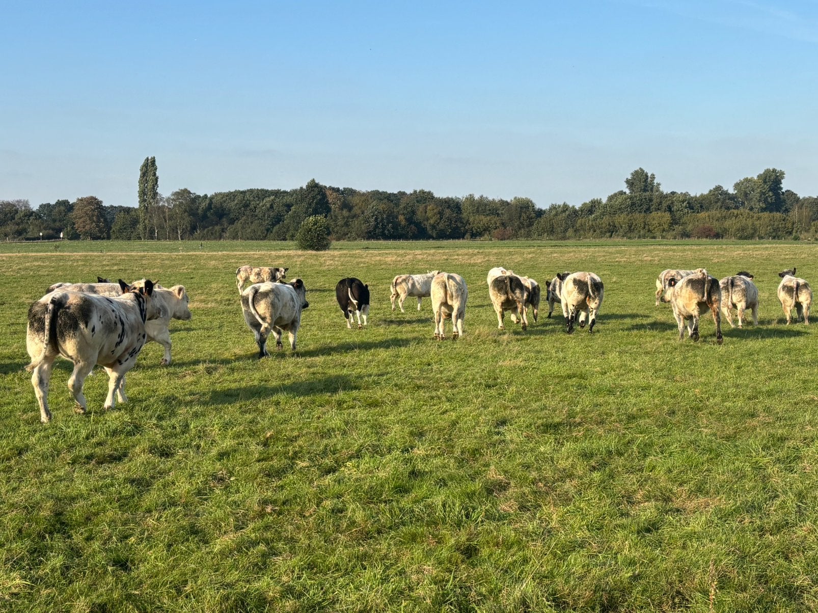 Super dikbil vaarzen, Dieren en Toebehoren, Vrouwelijk, 0 tot 2 jaar
