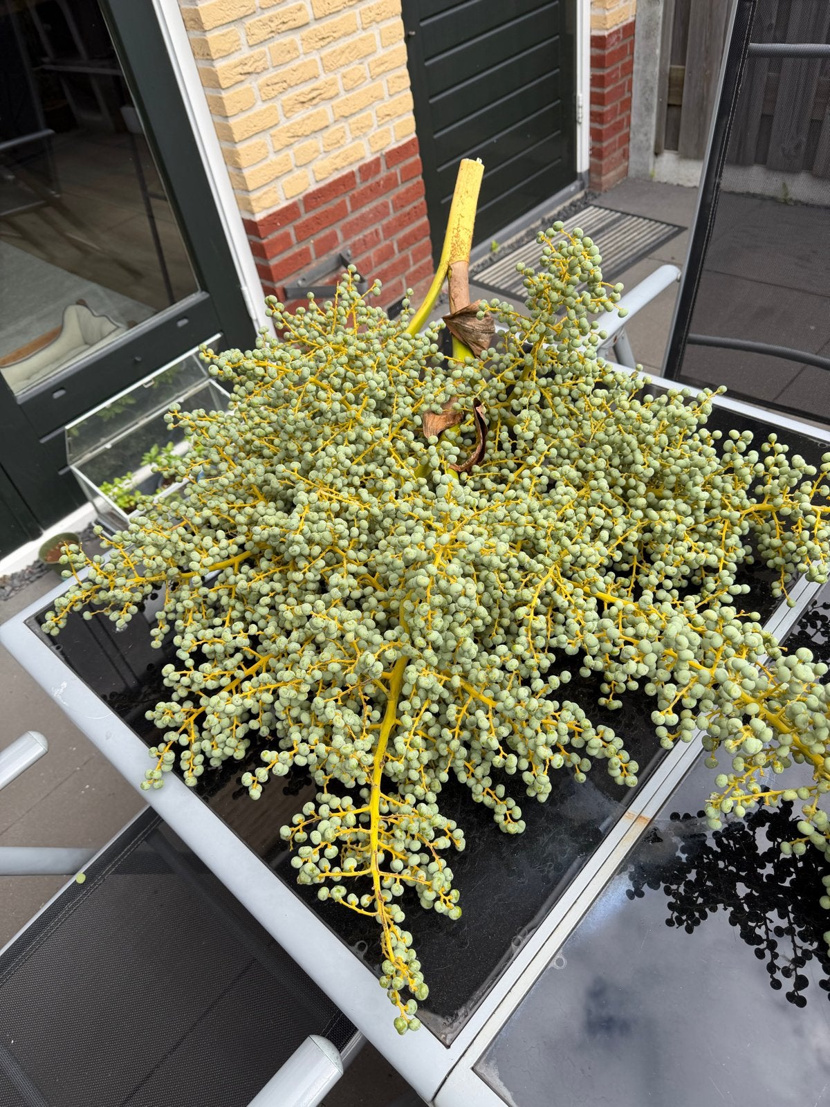 Laatste Verse grote Dadelpalm Tak €10 p.st, Ophalen, Groen, Gebruikt, Mediterraans