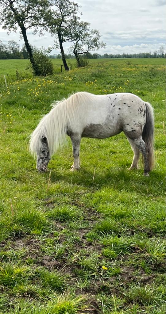 Hele mooie en lieve appaloosa merrie, Dieren en Toebehoren, Pony's, Merrie, A pony (tot 1.17m), Gechipt