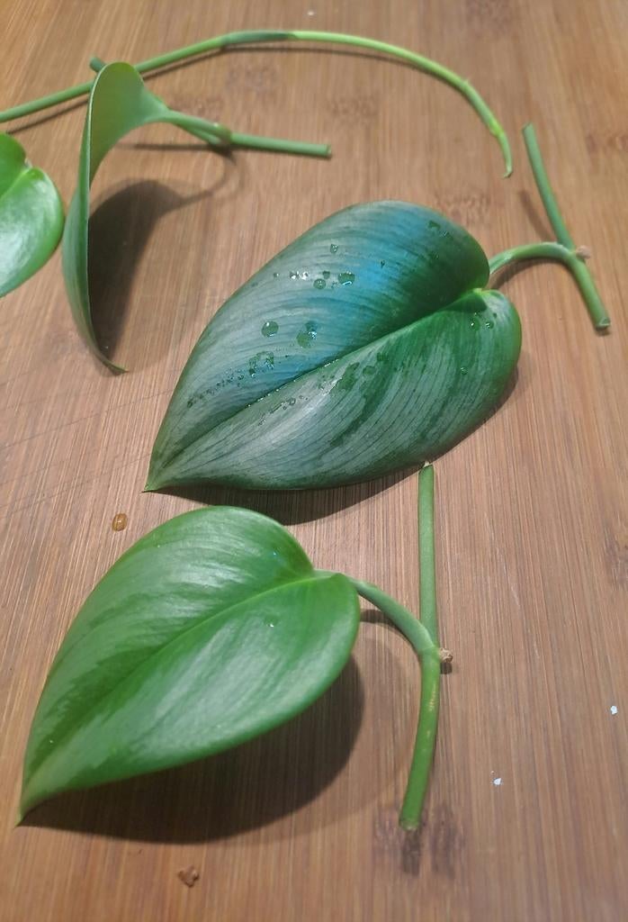 Scindapsus Treubii Moonlight, Ophalen of Verzenden, Halfschaduw, Minder dan 100 cm