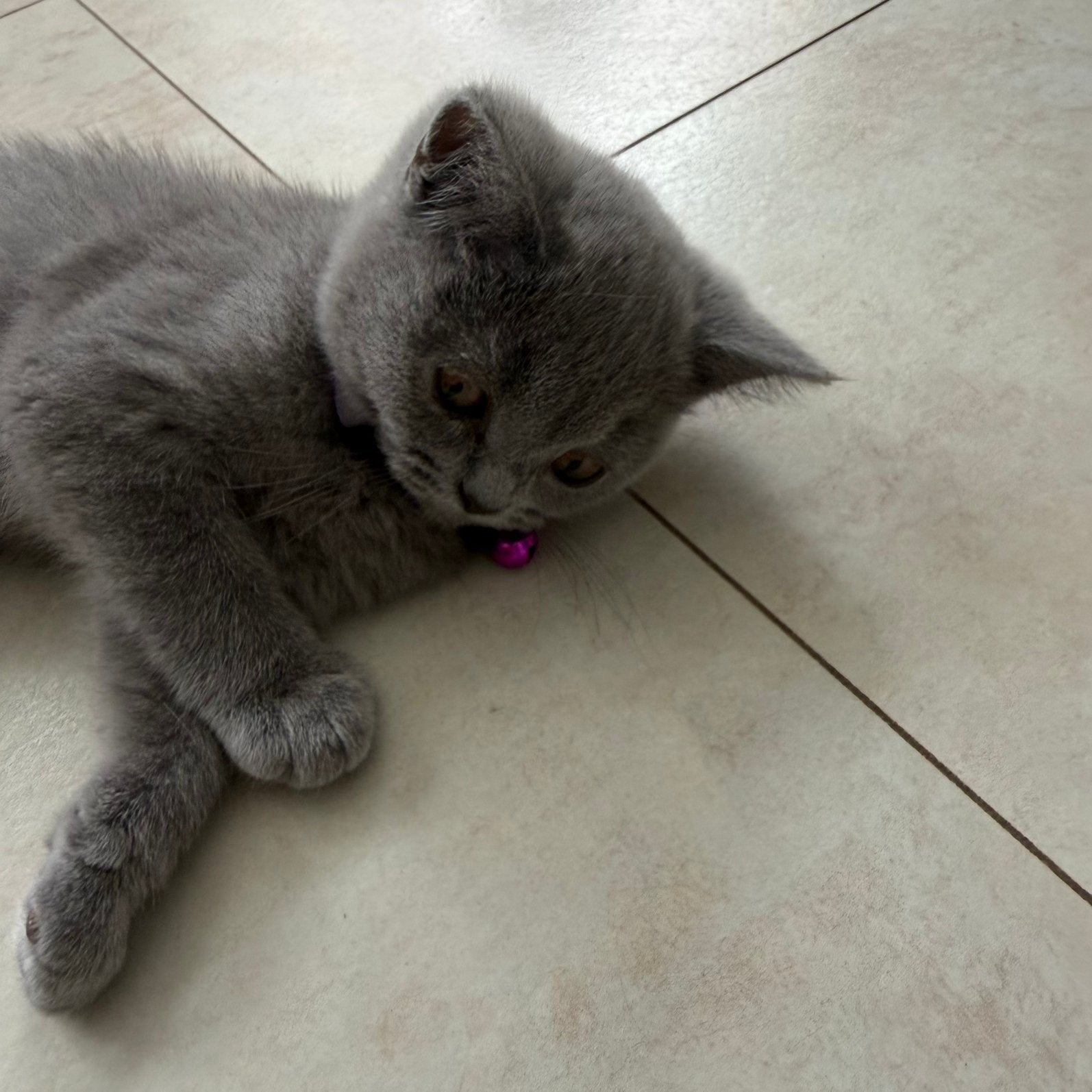 Britse korthaar Kitten, Poes, Ingeënt