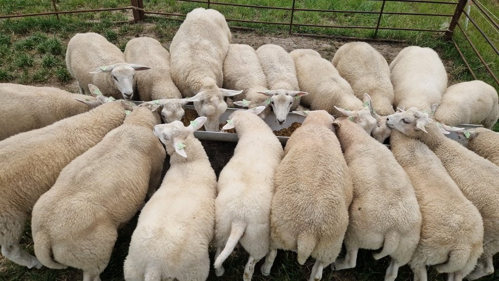 Stamboek swifter ramlammeren, Dieren en Toebehoren, Schapen, Geiten en Varkens, Mannelijk, Schaap, 0 tot 2 jaar