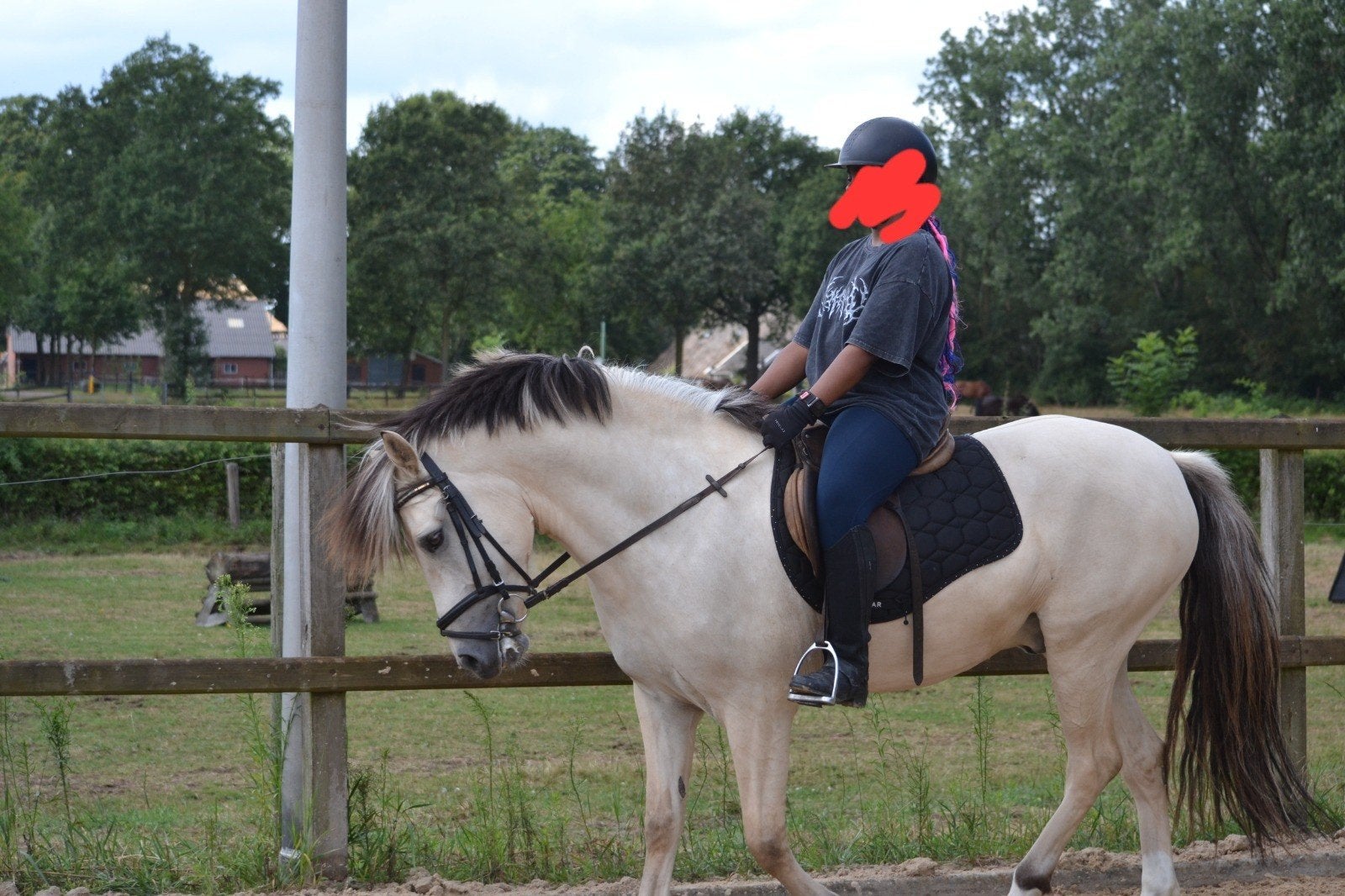 Fjord & Fjord kruising iets aparts!, Minder dan 160 cm, Met stamboom, Ruin, 3 tot 6 jaar