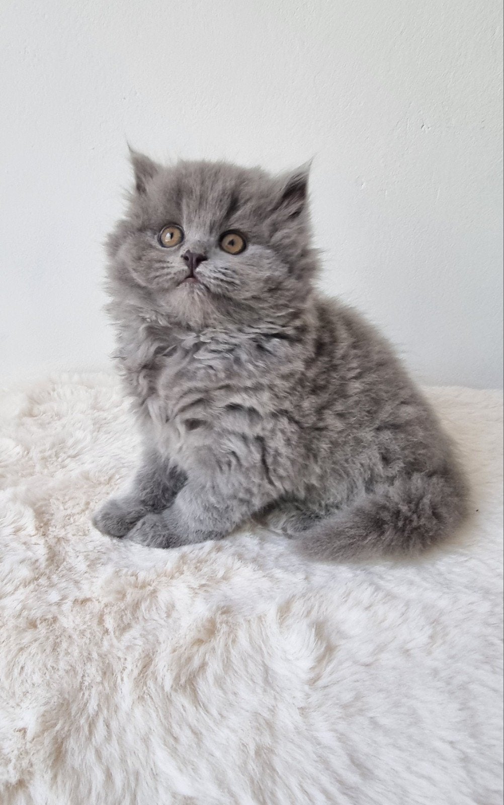 British longhair kitten, Dieren en Toebehoren, Poes