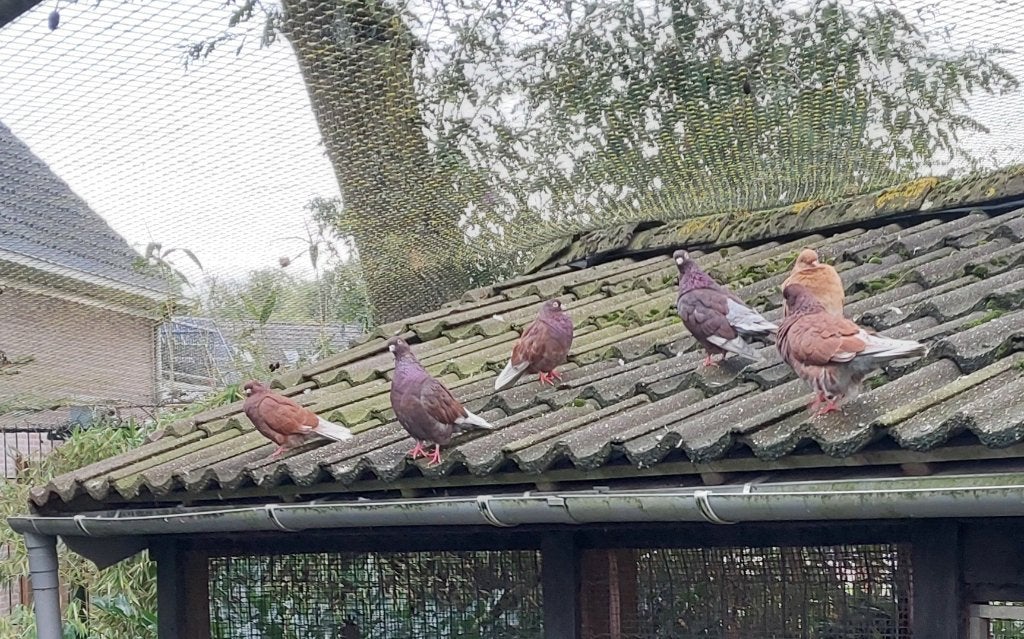 Portugese tuimelaar, Dieren en Toebehoren, Meerdere dieren, Tuimelaar of Roller