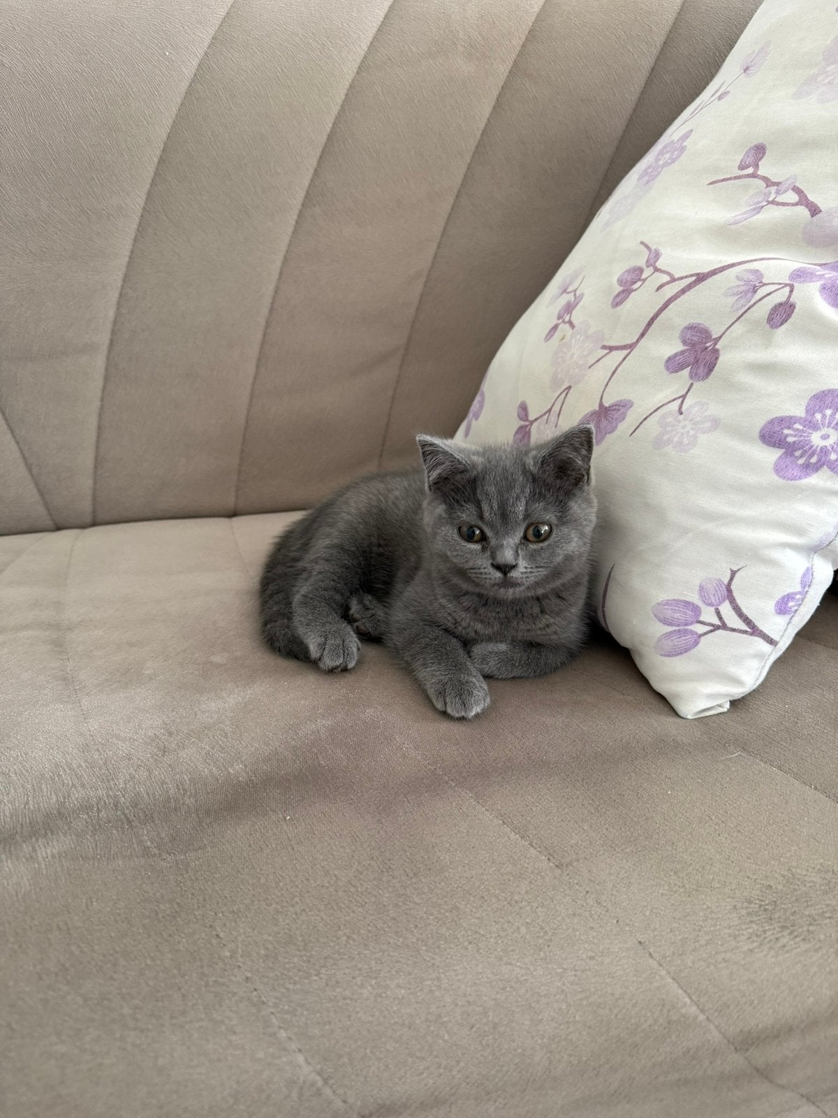 Raszuiver britse korthaar kittens bleu, Poes, Ontwormd, 0 tot 2 jaar