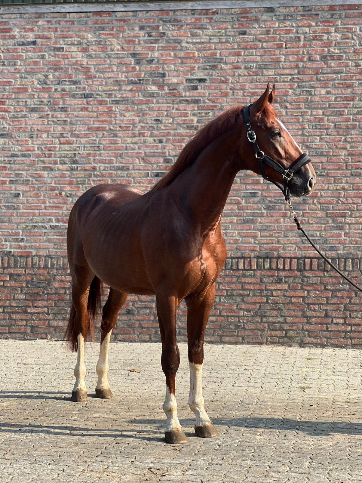 Knappe 3 jarige vos ruin!, Dieren en Toebehoren, Paarden, Ruin, 165 tot 170 cm, 3 tot 6 jaar, Springpaard, Gechipt, Ontwormd, Ingeënt