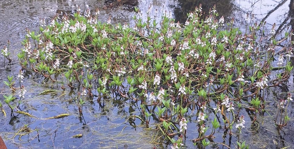 Stekken Waterdrieblad (Menyanthes trifoliata), Ophalen, Overige soorten, Volle zon