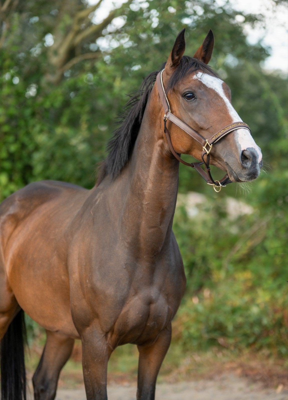 super knappe merrie, Dieren en Toebehoren, Merrie, Met stamboom, 3 tot 6 jaar, L