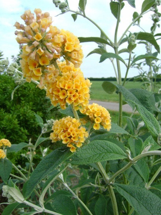 Gele vlinderstruik ( Buddleja x weyeriana 'Sungold' ), Ophalen, Vlinderstruik, Struik, 100 tot 250 cm