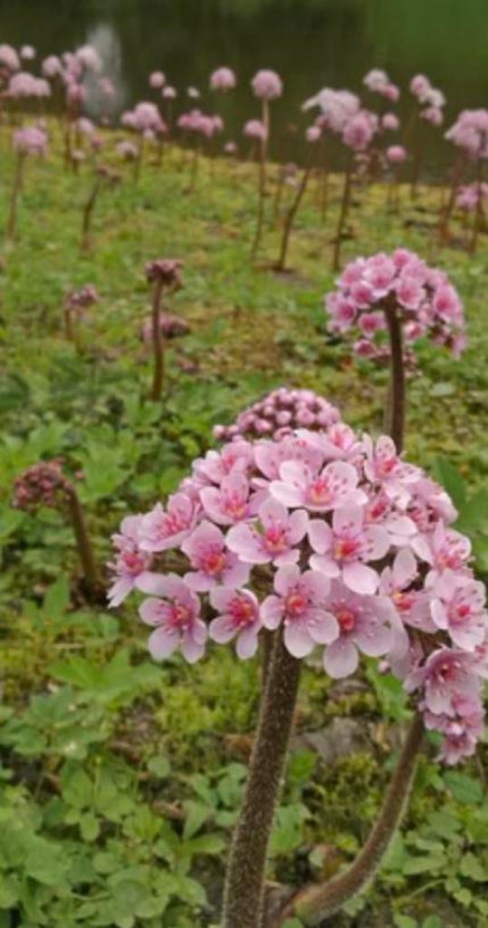 Schildblad darmera peltata, Tuin en Terras, Ophalen, Overige soorten, Halfschaduw