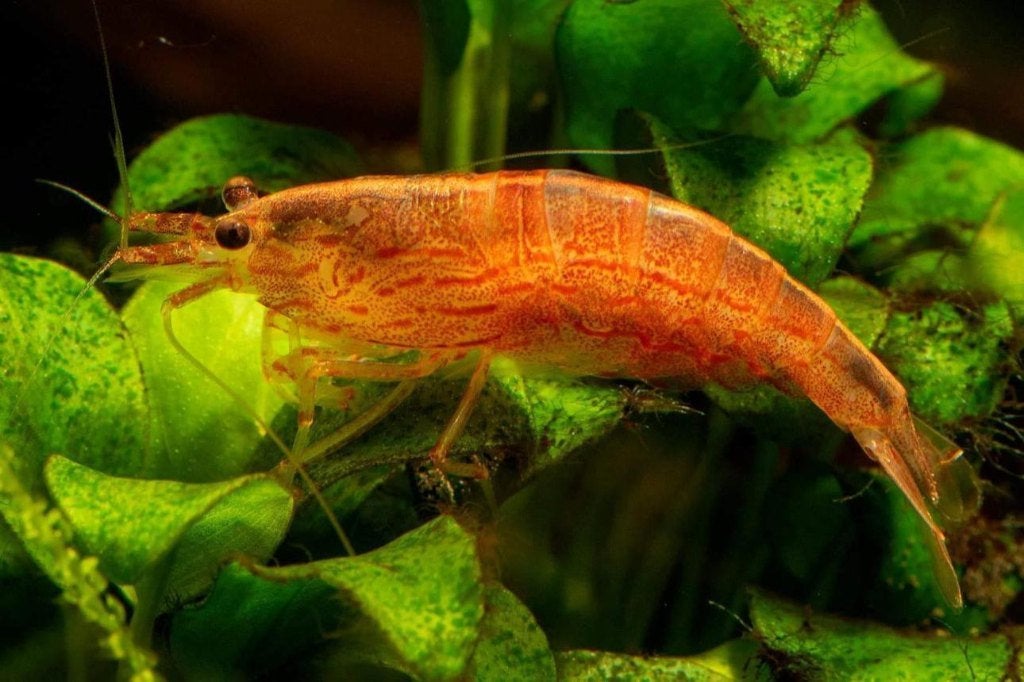 Sunset Red Amano garnalen 2-3 cm - Sunset Caridina shrimp, Kreeft, Krab of Garnaal, Zoetwatervis, Schoolvis
