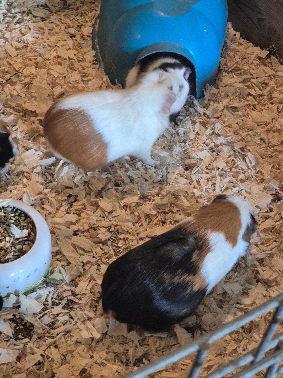 2 Volwassen zeugjes., Maart, Vrouwelijk, Cavia