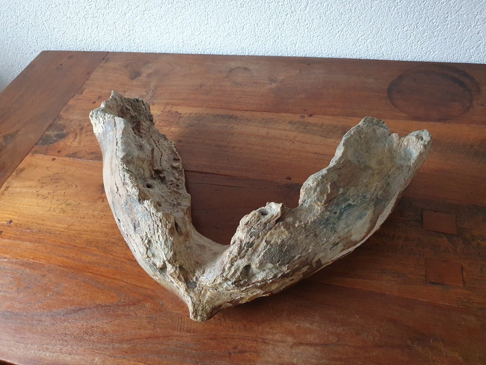 mammoet kaak, Ophalen