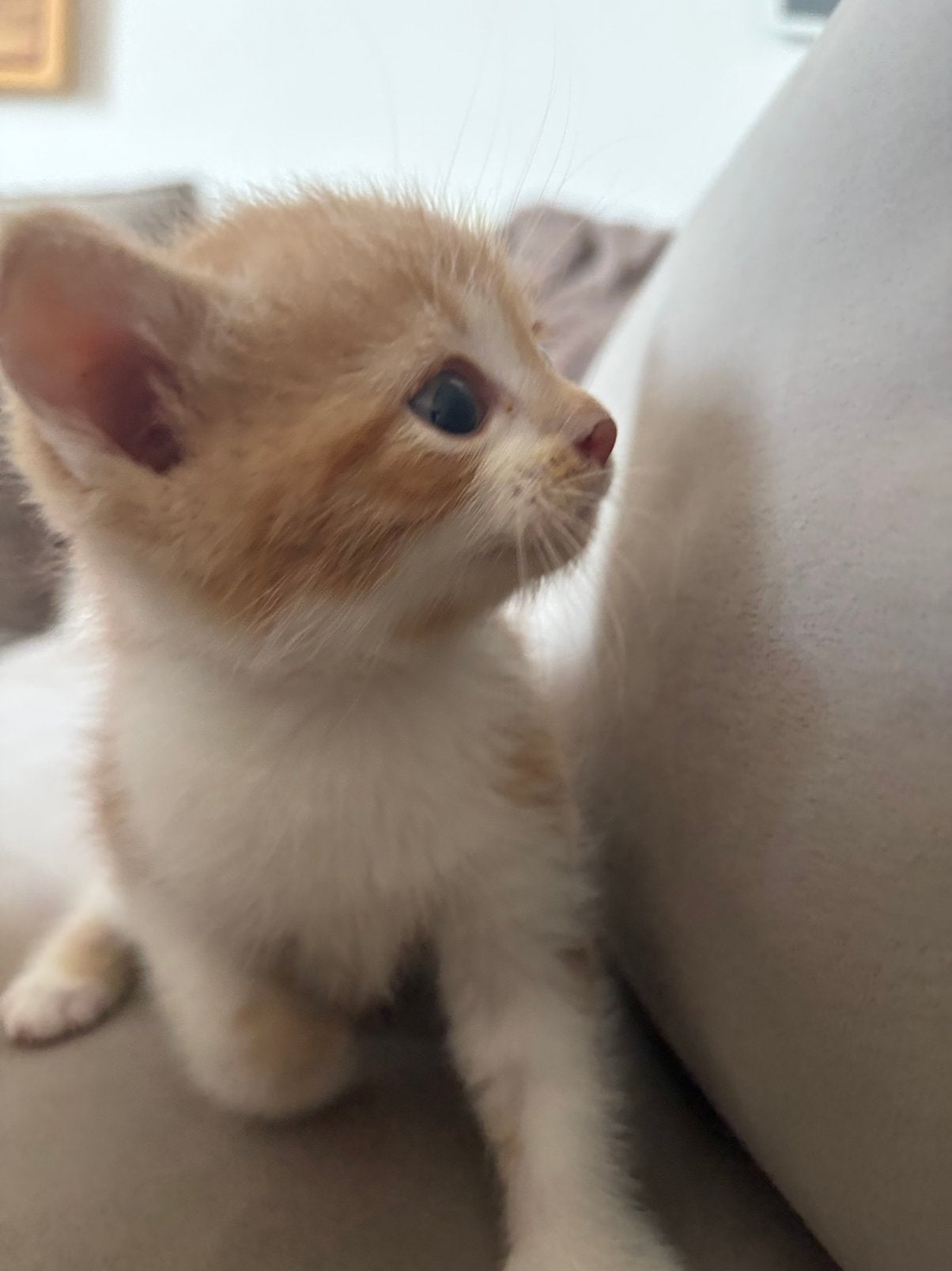 Sociale kittens, Meerdere dieren, Ontwormd