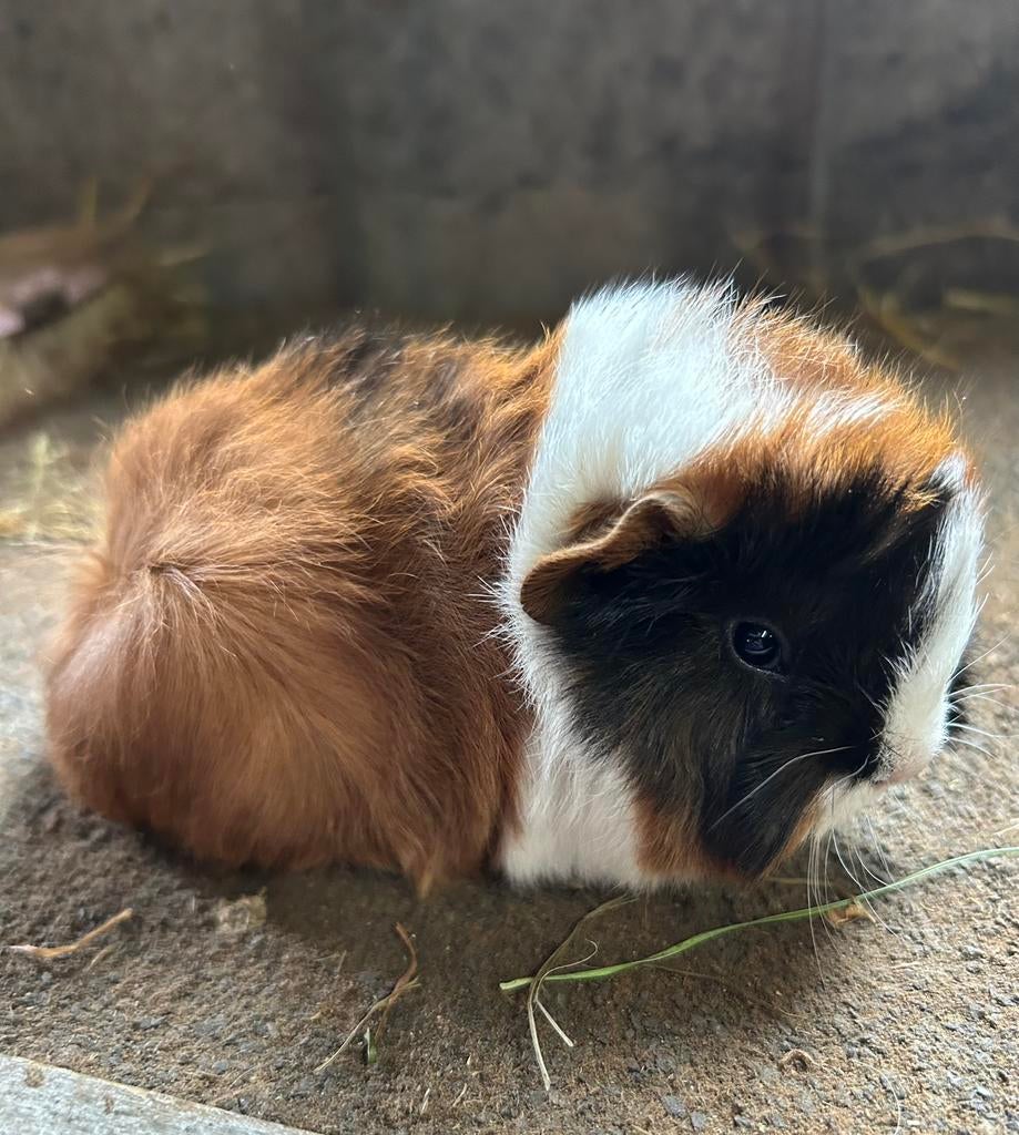 Jong cavia mannetje (peruvian x borstel), Dieren en Toebehoren, Knaagdieren, April, Mannelijk, Cavia