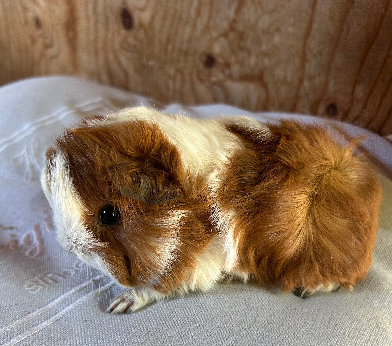 Jong cavia mannetje (peruvian x borstel), Mei, Mannelijk, Cavia